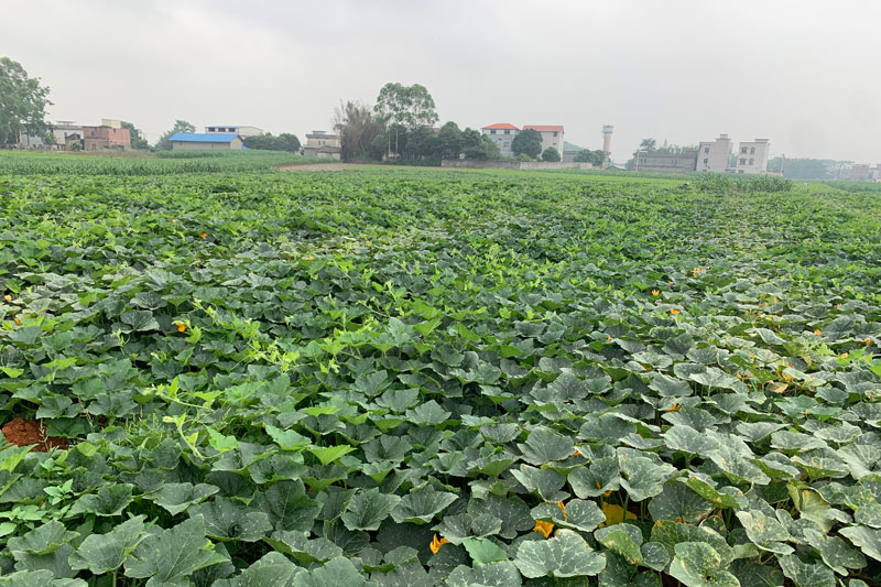 橫州鎮長寨村香芋南瓜喜獲豐收。