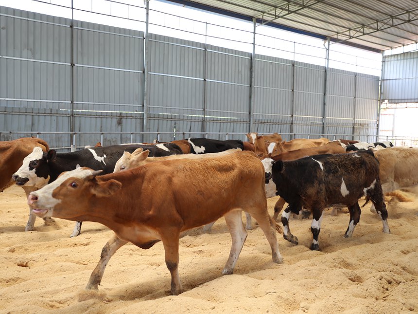 宁明县陈记畜牧养殖有限公司引进的120头种牛
