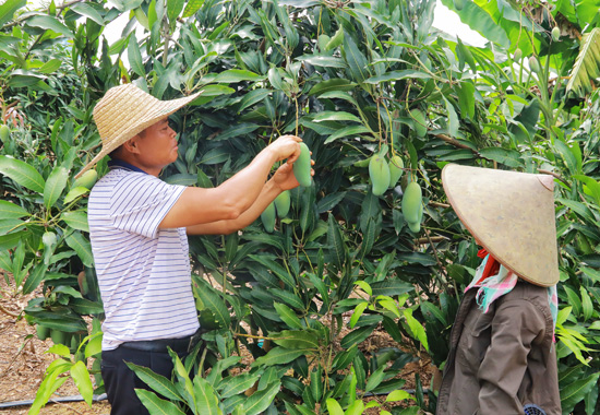 大興循環農業示范區技術員給農民傳授芒果管理技術。
