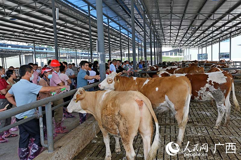 在来宾忻城县，育肥牛是当地的六大支柱产业之一，农户们现场参观母牛养殖。人民网 覃心摄