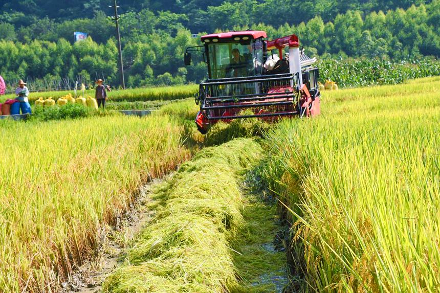 圖為村民正在收割水稻