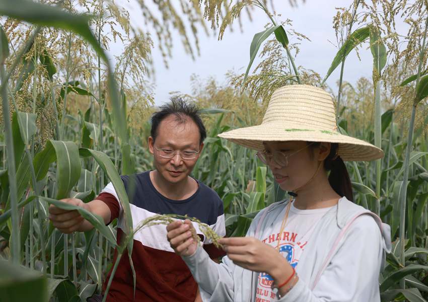 龙头镇农业服务中心工作人员在查看红高粱生长情况。汤晓逵摄