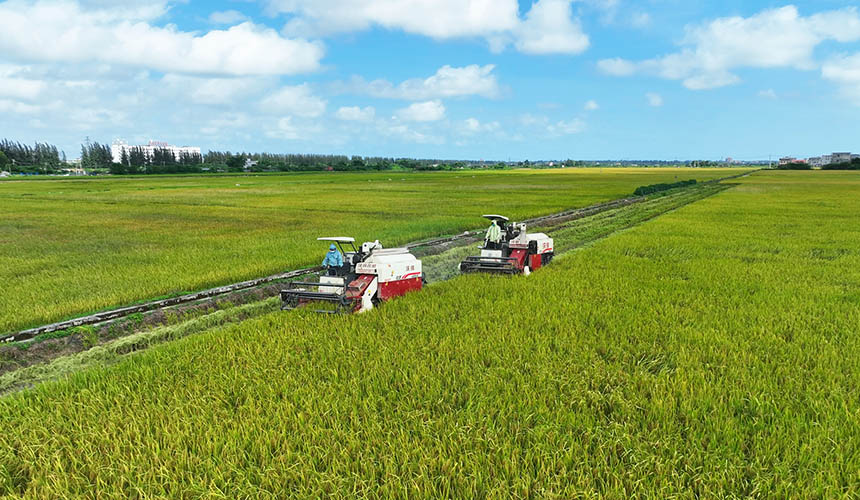 富硒水稻种植基地开展机械化收割作业。戴聪摄