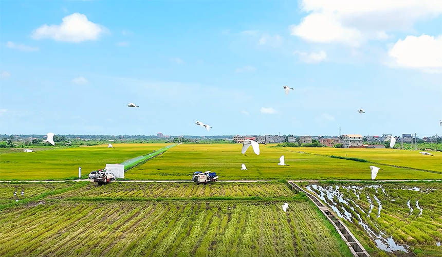 富硒水稻种植基地开展机械化收割作业。戴聪摄