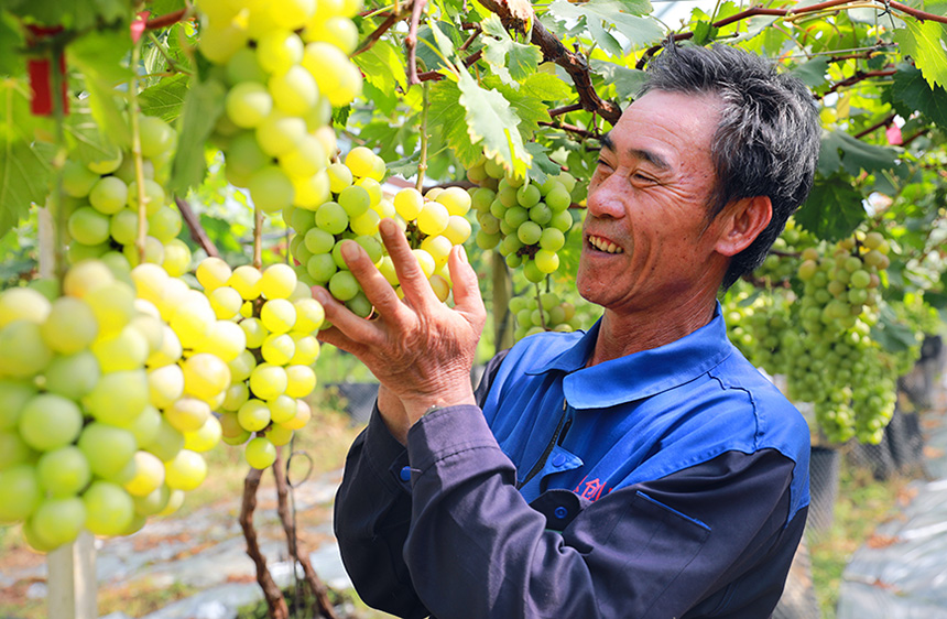 在葡萄園裡務工的梁大叔，既有工資收入又學到葡萄種植技術。