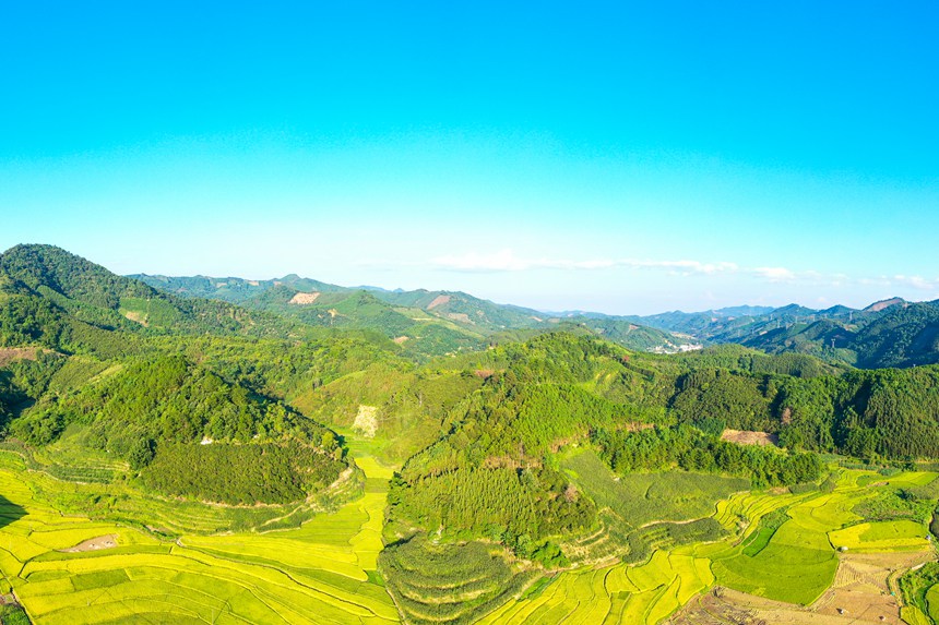 金灿灿的水稻给六隆镇的山谷里增添了一片金黄的景象