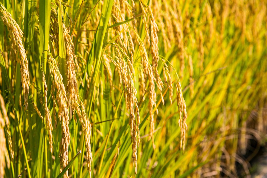 六隆鎮的農田裡，金黃的稻穗壓彎了稻杆 