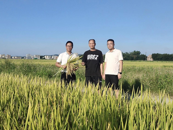 马皮乡水秀基地成熟的水稻。胡景瞳摄