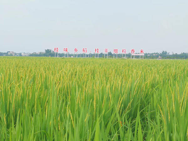 馬皮鄉水秀基地的水稻。桂平市農業農村局供圖