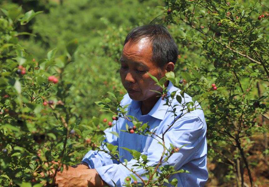 村民在采摘蓝莓