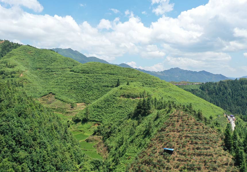 蓝莓种植园