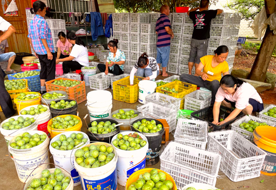 在灌陽鎮三聯村“村頭市場”，村民們在幫分揀奈李。