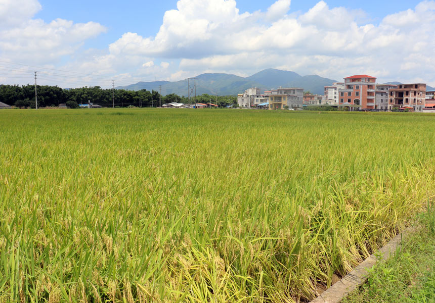 甘柱明种植的优质高产水稻。