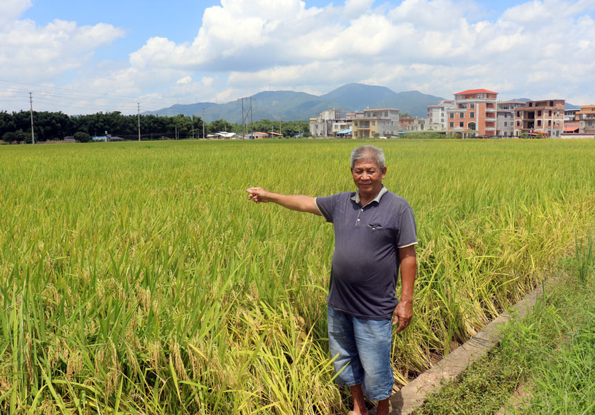 甘柱明种植的优质高产水稻。