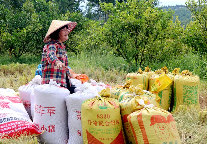 马路镇福塘村农民收获满满的稻谷。唐维香摄