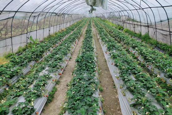 大庄田村产业园的草莓基地