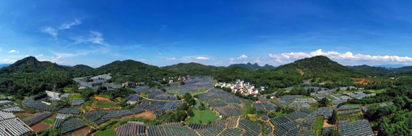 毛竹山葡萄现代特色农业种植基地全景
