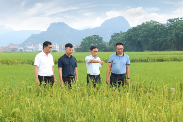 广西农投乡投公司首批旱改水千亩水稻丰收在望