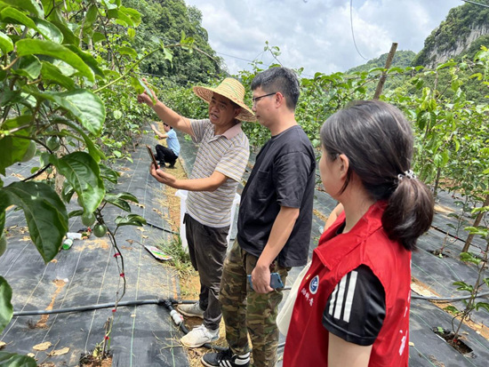 给农户进行黄金百香果种植及虫病防治技术指导。黄钰婷 摄