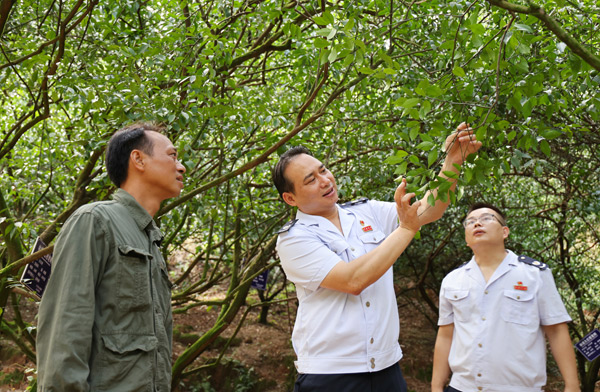 税务人员在龙门镇陈皮产业基地了解大红柑种植情况。马强摄