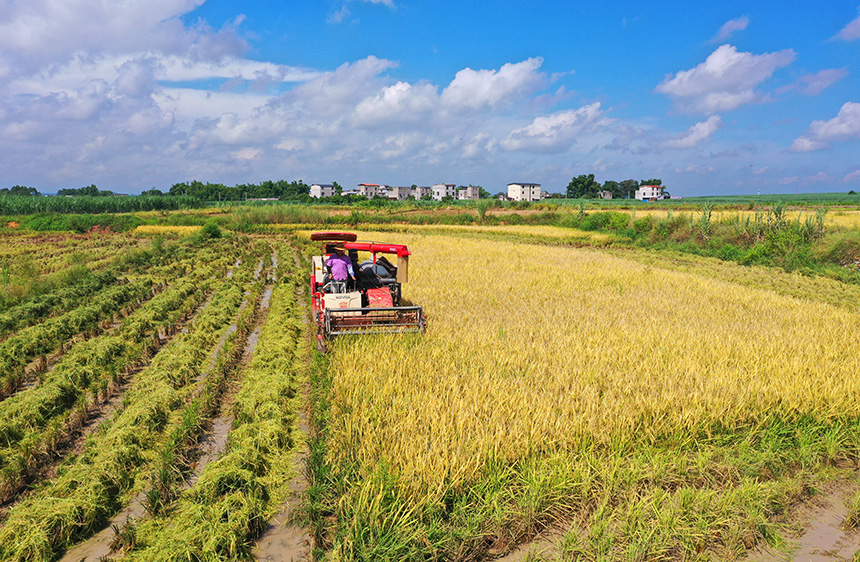 农户使用收割机在“旱改水”稻田里收割水稻。