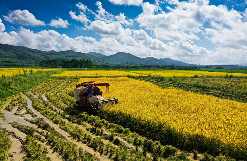 农户使用收割机收割“旱改水”水稻。