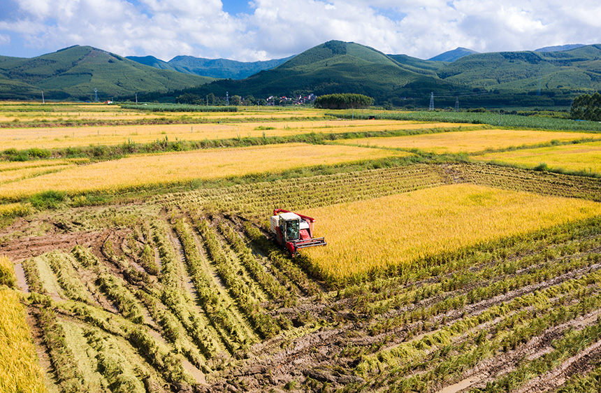 农户使用收割机收割水稻。