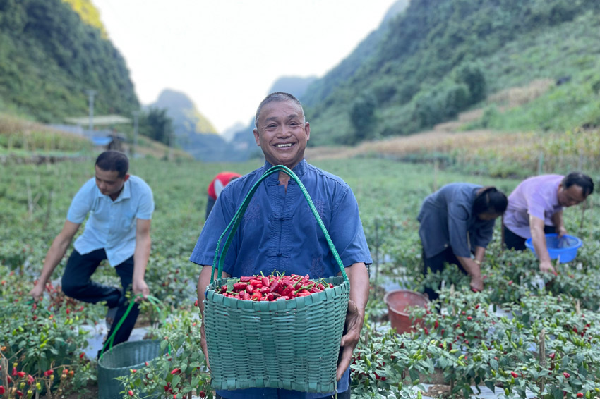 在广西都安瑶族自治县菁盛乡登立村，当地群众在采摘辣椒。
