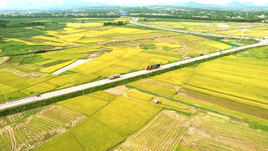 7月6日，在G322线K2283-K2284路段，丰收在望的金黄色稻田与周边道路等景致交相呼应，勾勒出一幅美丽的乡村田园画卷