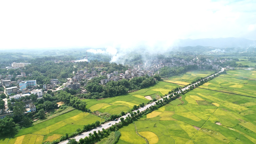 7月11日，S215线K345-K346路段，公路、村庄、田野、金黄的稻谷、炊烟构成一幅美丽画卷