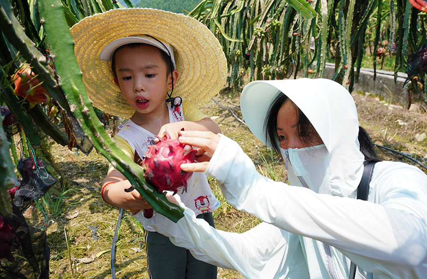 7月31日，在廣西融水苗族自治縣融水鎮三合村黎鄧屯，游客帶著孩子體驗採摘火龍果。
