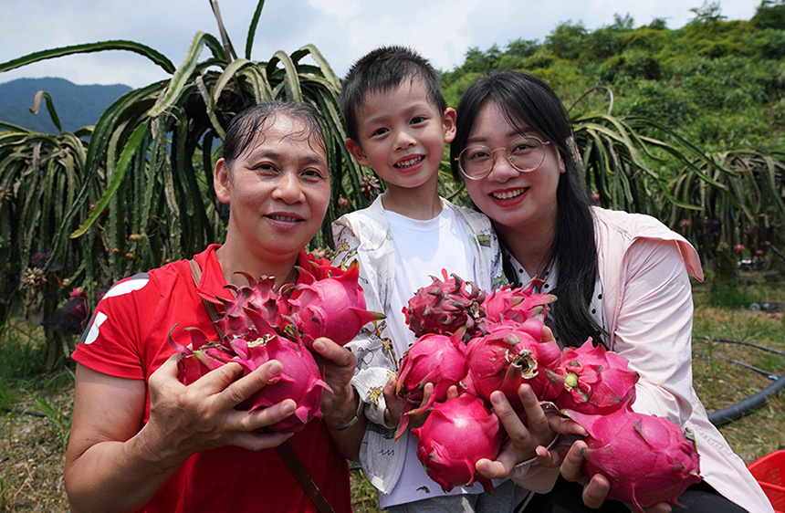 7月31日，在广西融水苗族自治县融水镇三合村黎邓屯，游客展示刚采摘的火龙果。