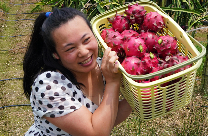 7月31日，在廣西融水苗族自治縣融水鎮三合村黎鄧屯，游客搬運剛採摘的火龍果。