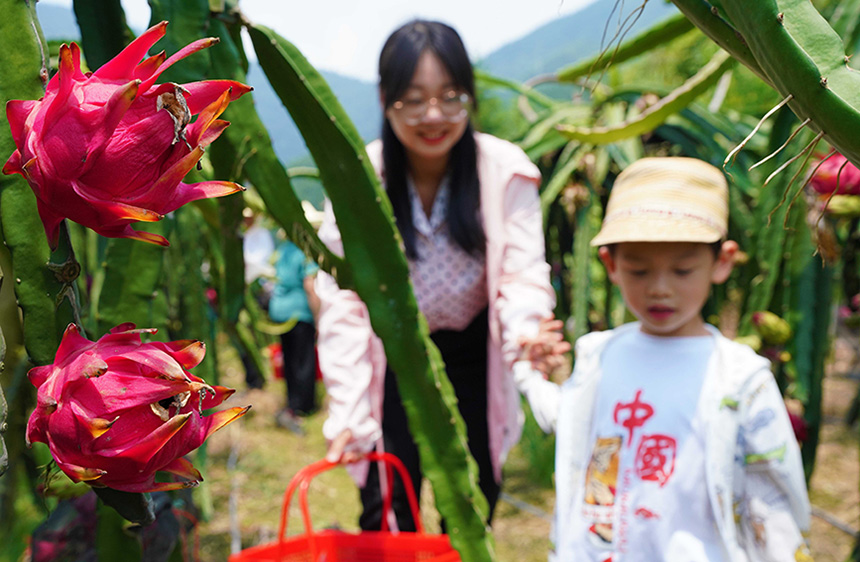 7月31日，在广西融水苗族自治县融水镇三合村黎邓屯，游客带上孩子体验采摘火龙果。
