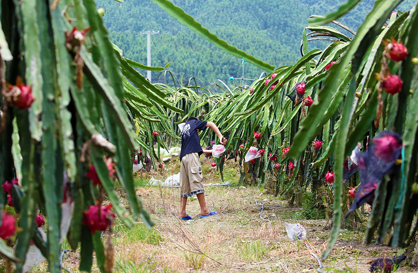 7月31日，在广西融水苗族自治县融水镇三合村黎邓屯，果农在采摘火龙果。