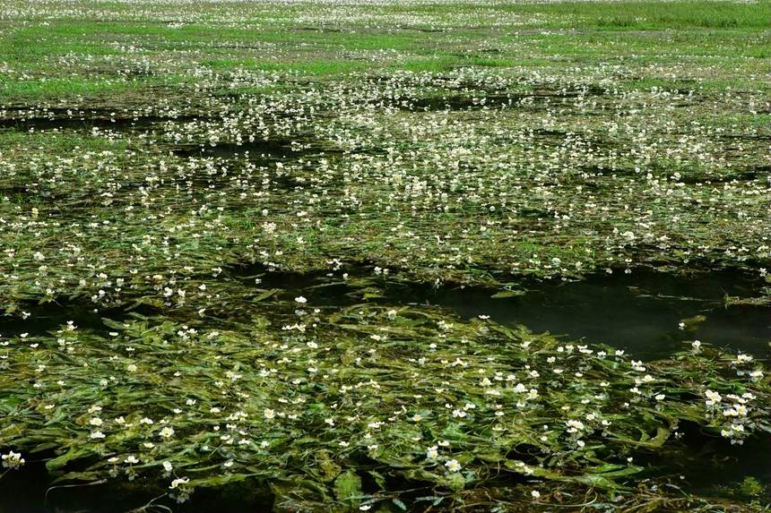 湖里盛开的海菜花。李世华摄