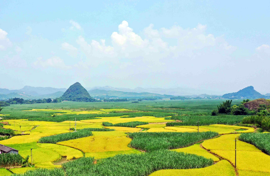 稻田与原生态的山水风光构成一幅美丽的丰收图景。