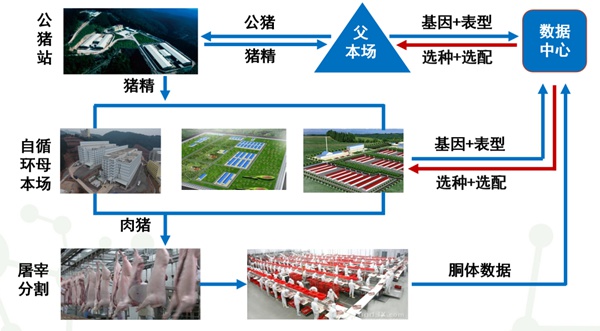 普惠育种模式示意图。扬翔股份供图
