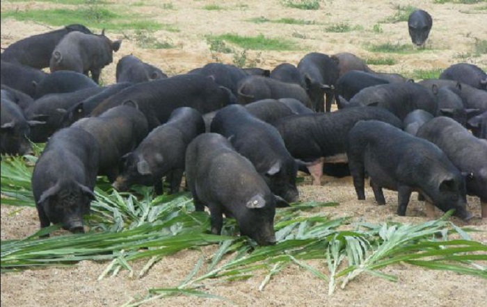 浦北县越州黑猪。