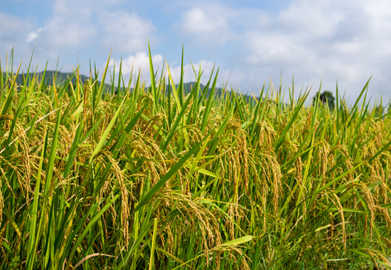 高標准農田沉甸甸的稻谷。