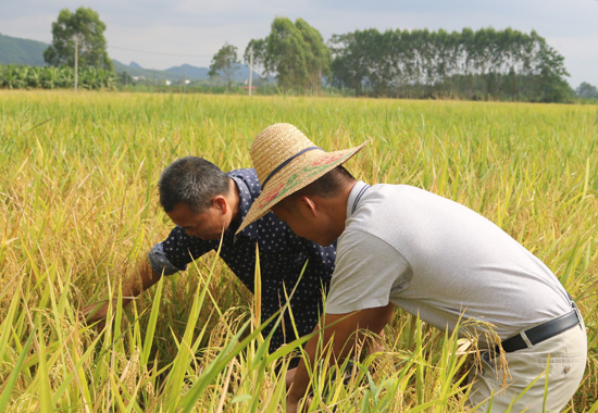 鎮科技特派員們在高標准農田查看水稻長勢。