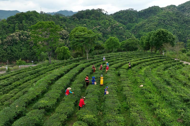 村民在采茶