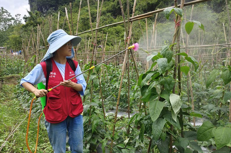 余贝为豆角喷洒农药