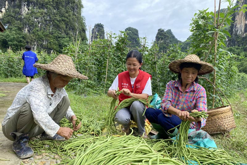 余贝与村民一起整理豆角