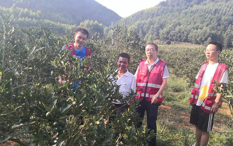 黄华东及工作队员到村民家了解种植金桔情况。