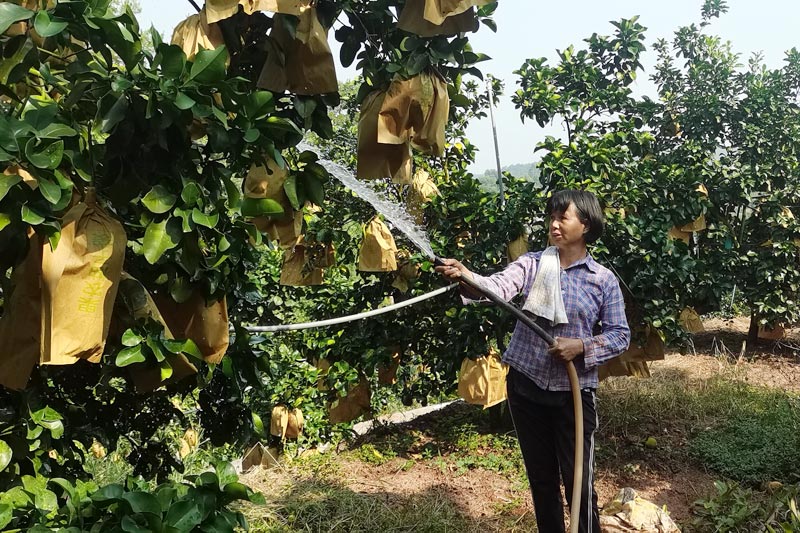 柚农给柚树喷水。
