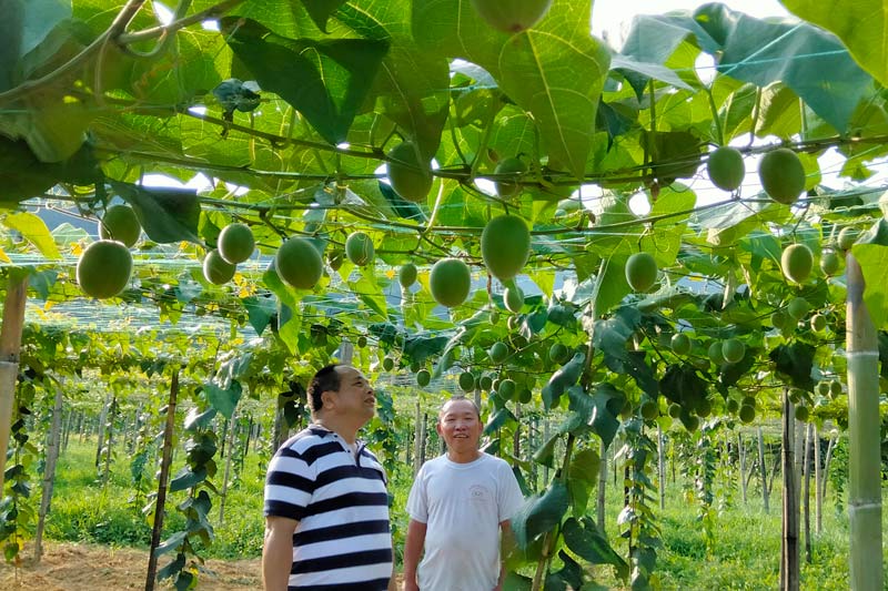 龙胜公路养护中心工作人员到脱贫户家中查看罗汉果种植情况（刘登社供图）