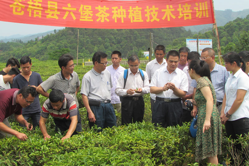 茶叶产业化发展科技创新团队在苍梧县六堡镇开展茶叶栽培技术培训。