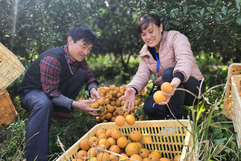 帮助脱贫户采摘橙子