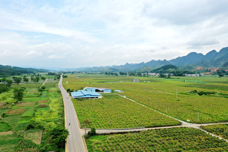 平果市火龙果种植基地农村产业路。